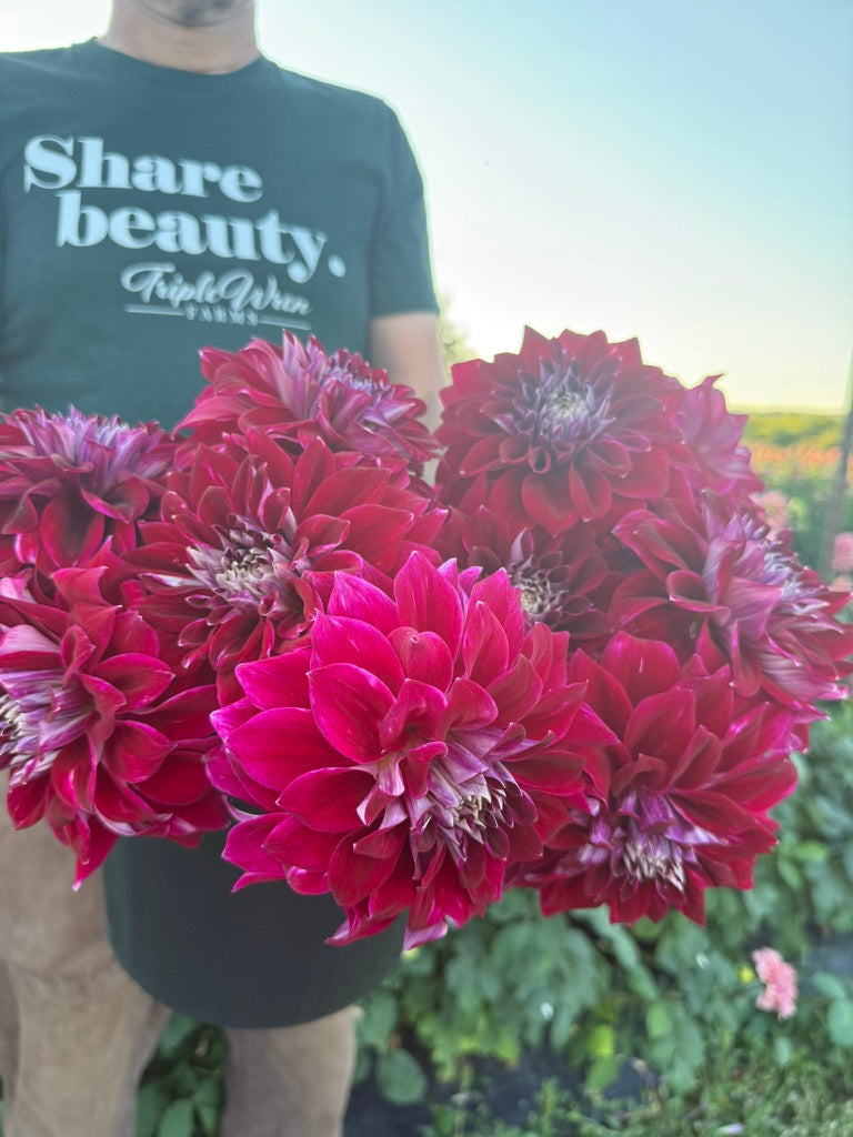 A person outdoors in a garden wearing a dark green t-shirt with 'Share beauty Triple Wen Fabrics' printed on the front, holding a large bouquet of deep magenta and burgundy dahlias.