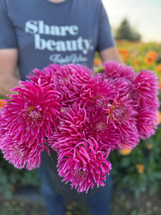 Salish Winds Dahlia Tuber