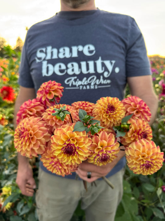 Salish Peach Plum Dahlia Tuber