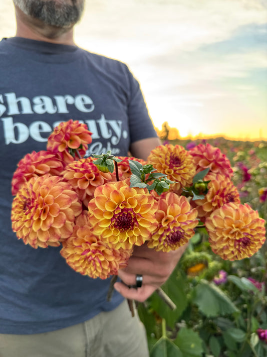 Salish Peach Plum Dahlia Tuber