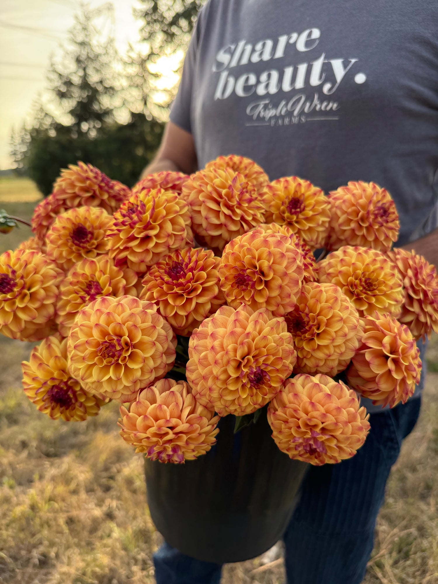A person outdoors holding a large black pot filled with blooming orange and yellow dahlia flowers. The person is wearing a gray t-shirt with white text that reads 'Share beauty.