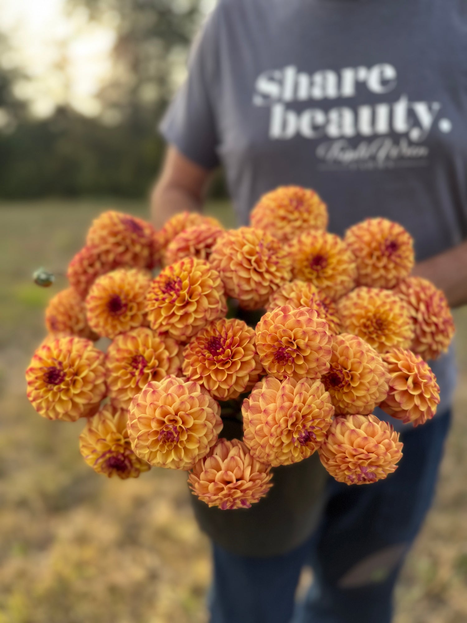 A person outdoors holding a large bouquet of orange and yellow dahlia flowers, wearing a gray t-shirt with the text 'share beauty'