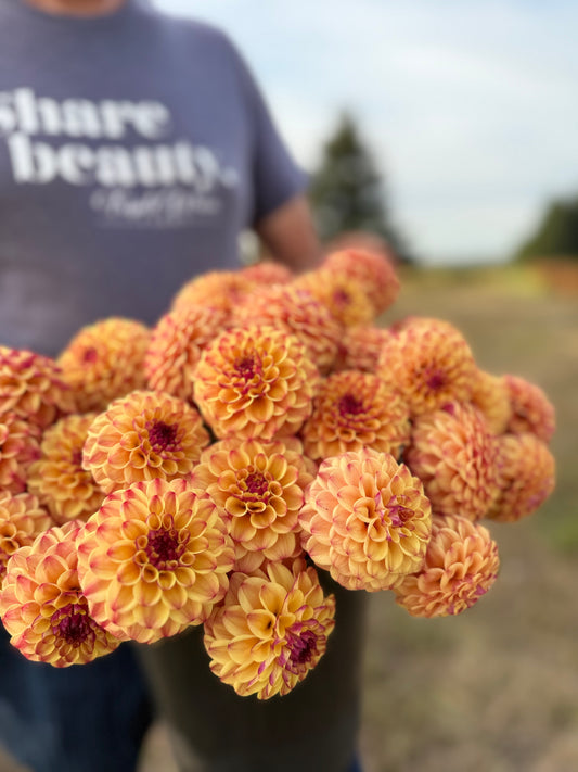 A close-up of a hand holding a cluster of orange and yellow dahlia flowers with deep plum centers, with a person wearing a gray t-shirt blurred in the background outdoors.