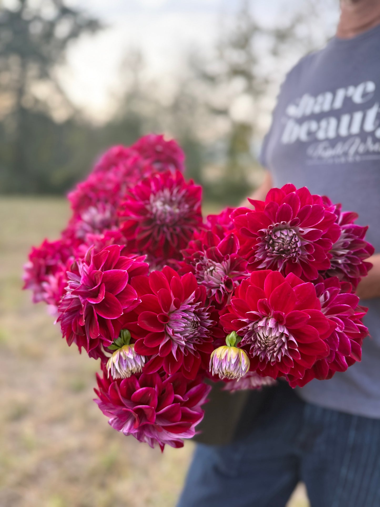 A person outdoors holding a large bouquet of vibrant magenta-pink dahlia flowers. The person is wearing a gray t-shirt with white text and blue jeans, with a blurred natural background.