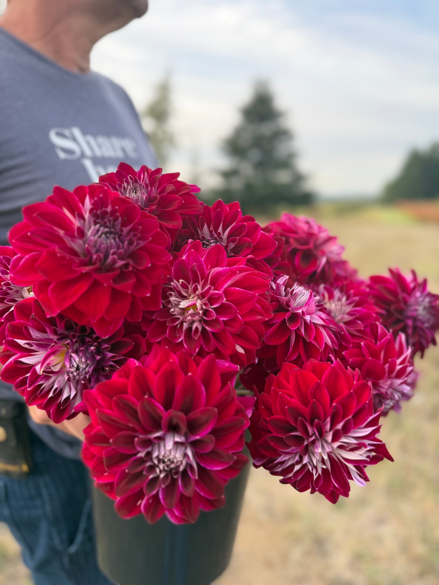 A close-up of a person outdoors holding a black pot filled with deep magenta-red dahlia flowers. The person is wearing a gray t-shirt, and the background shows a blurred field and trees.