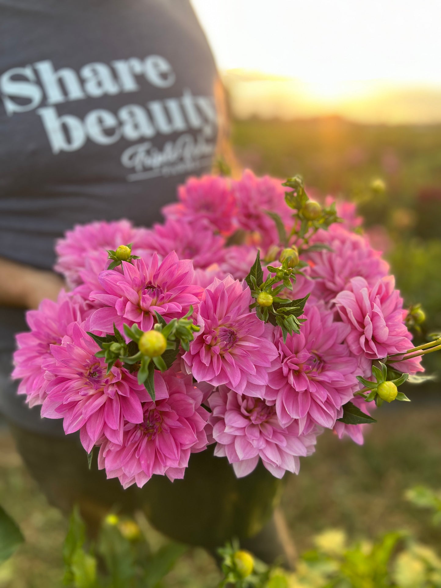 Buy Salish Sweet Laila dahlia tuber Triple Wren Farms