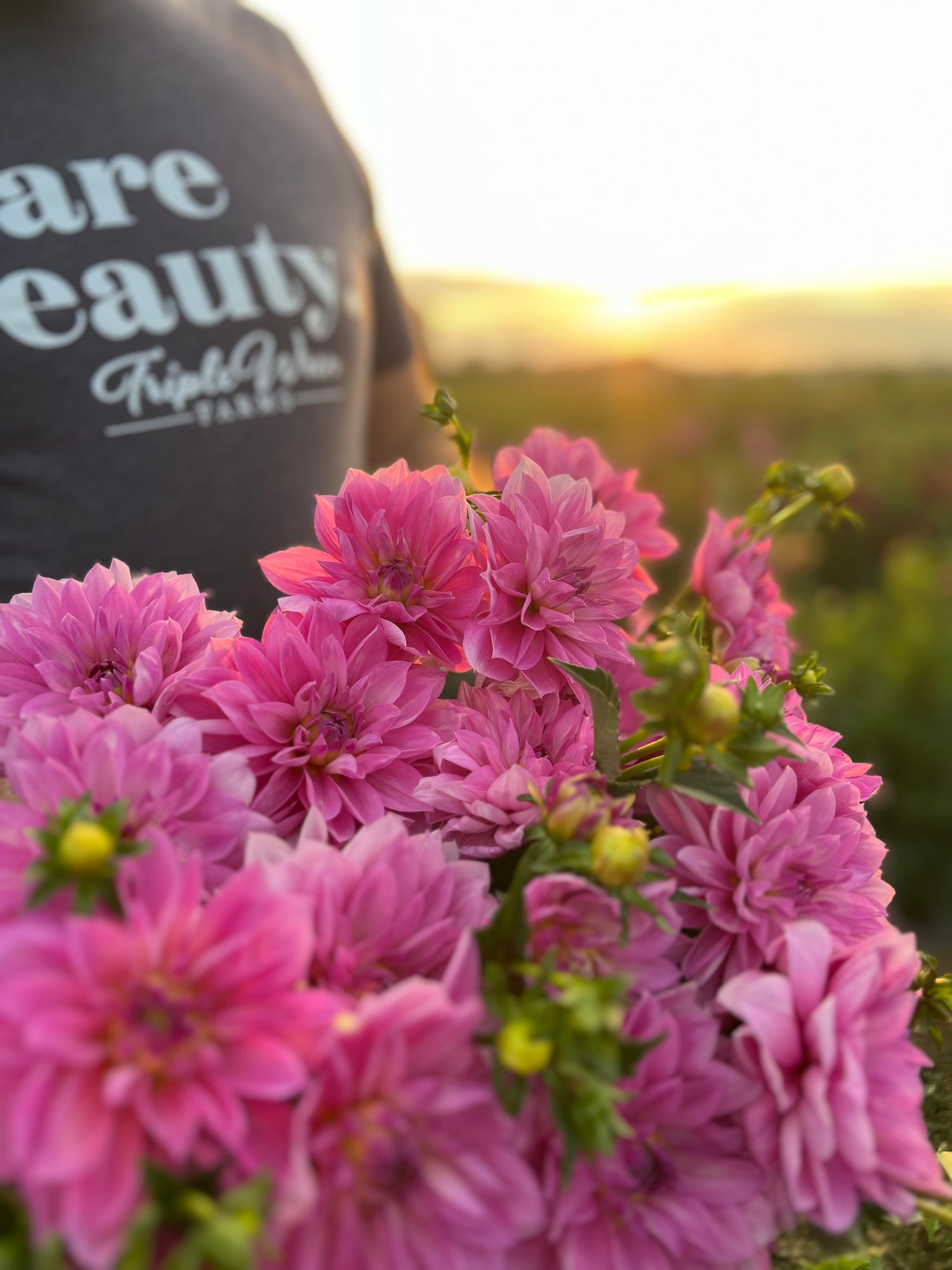 Buy Salish Sweet Laila dahlia tuber Triple Wren Farms