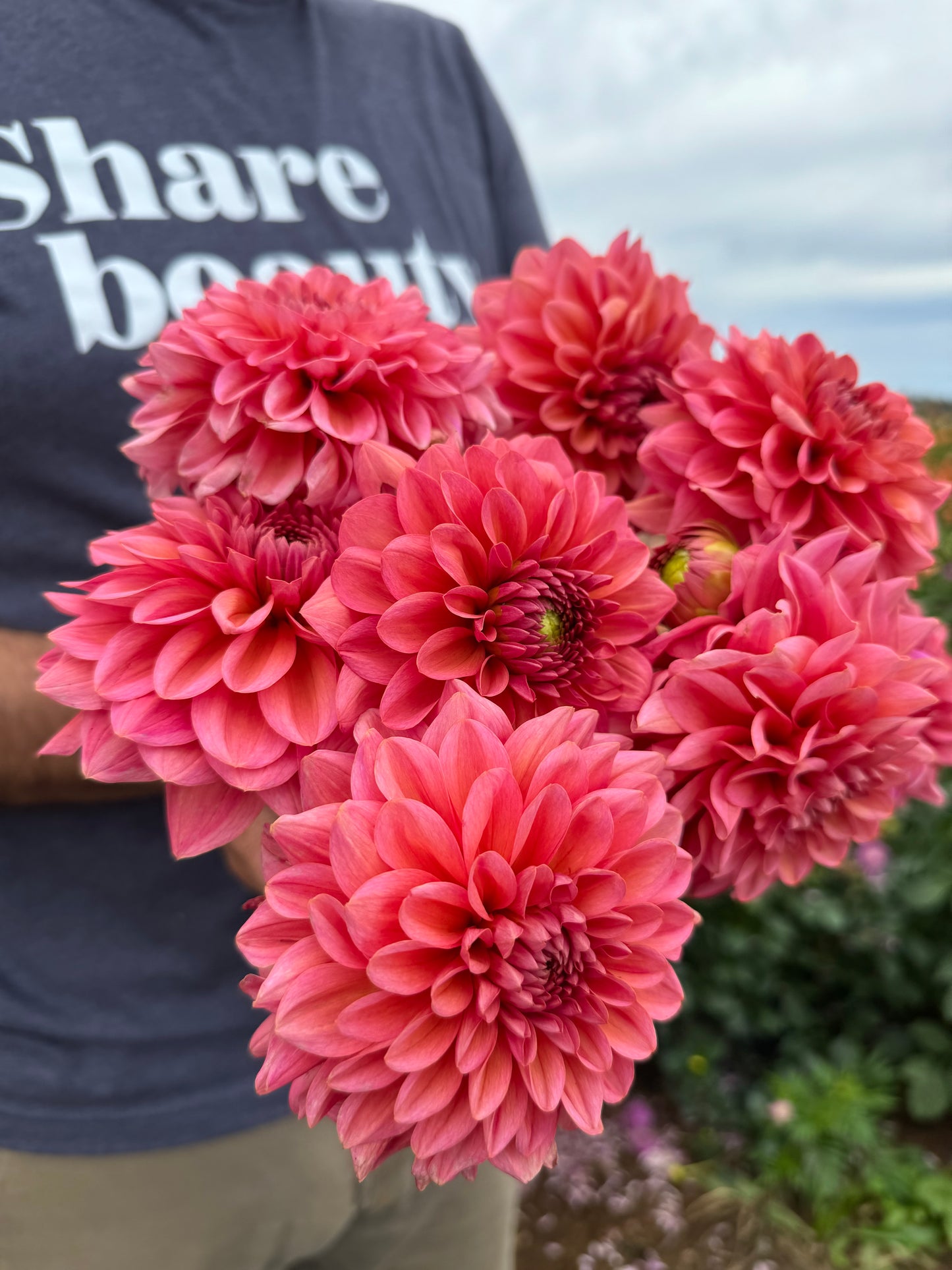 Salmon Runner Dahlia Tubers