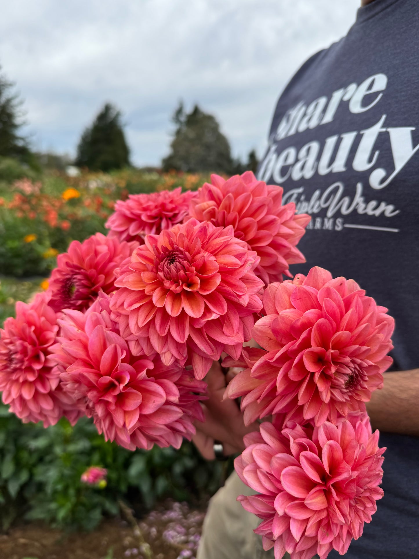 Buy Salmon Runner Dahlia Tubers from Triple Wren Farms