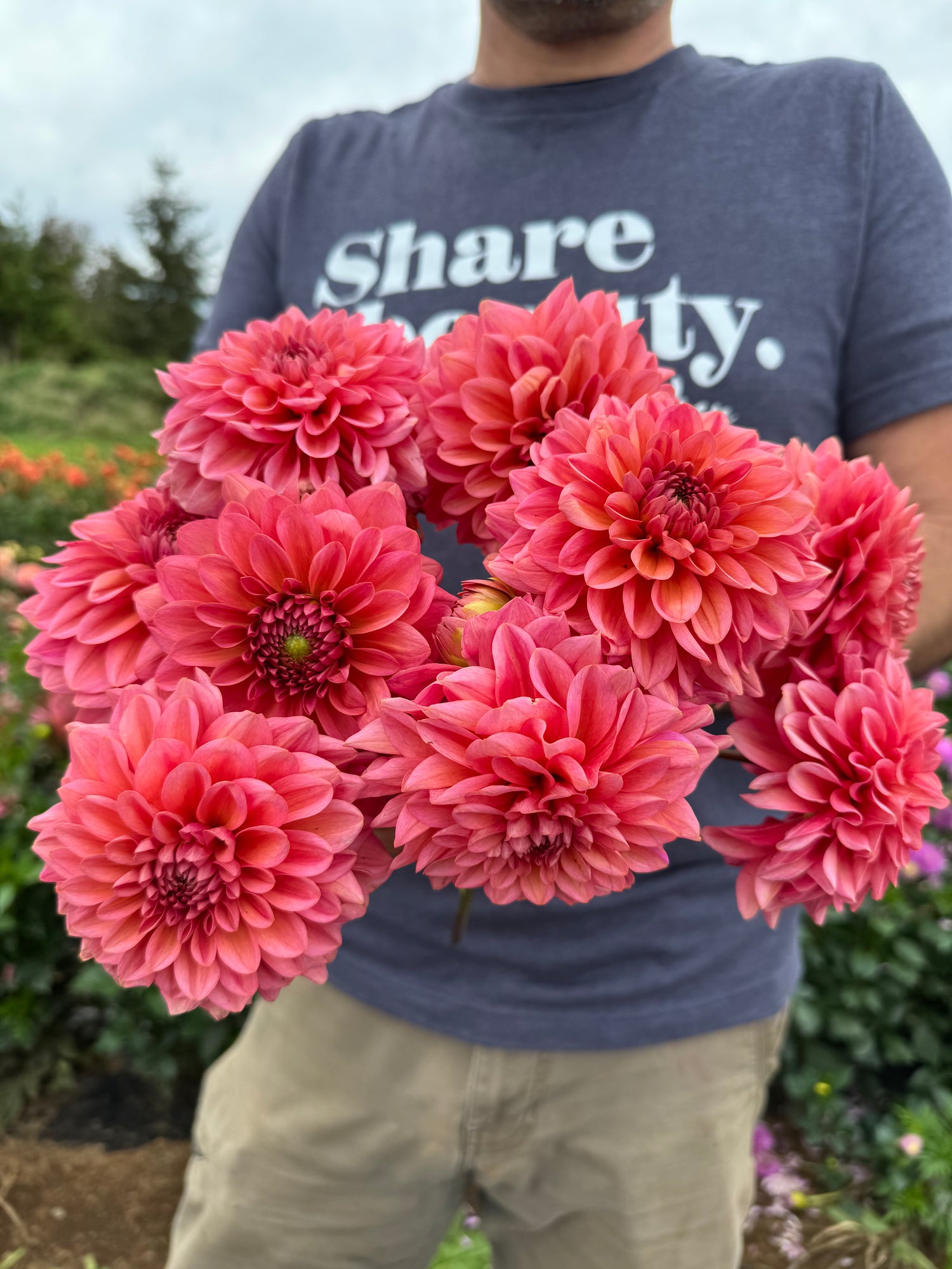 Salmon Runner Dahlias