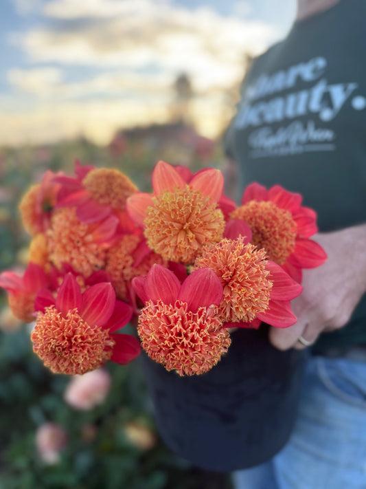 Sandia Bill J Dahlia Tuber