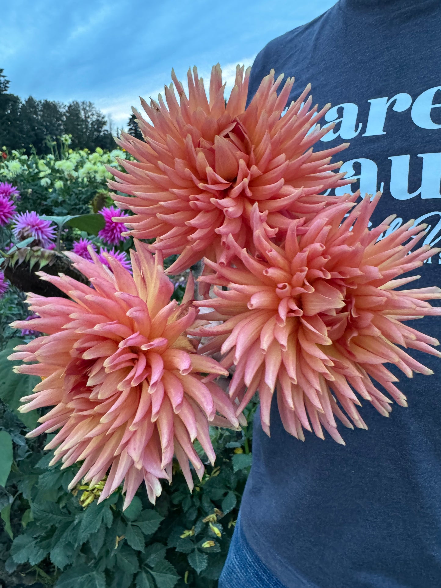 Sandia Echo Dahlia Tuber