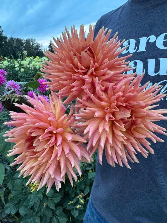 Sandia Echo Dahlia Tuber