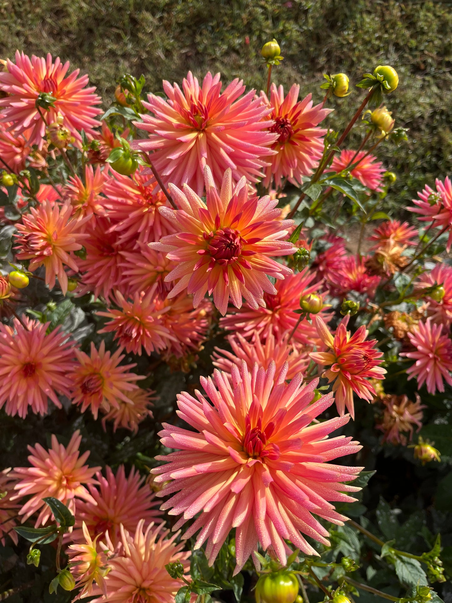 Sandia Echo Dahlia Tuber