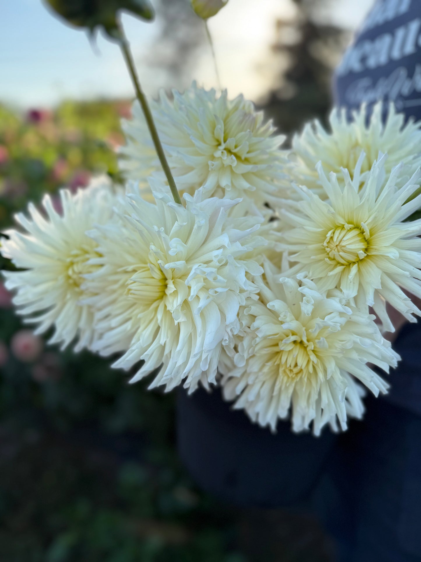 Sandia Icicle Dahlia Tuber