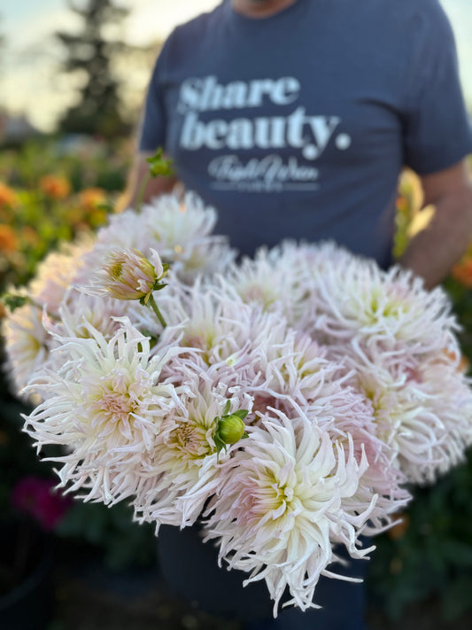 Sandia Lace Dahlia Tuber