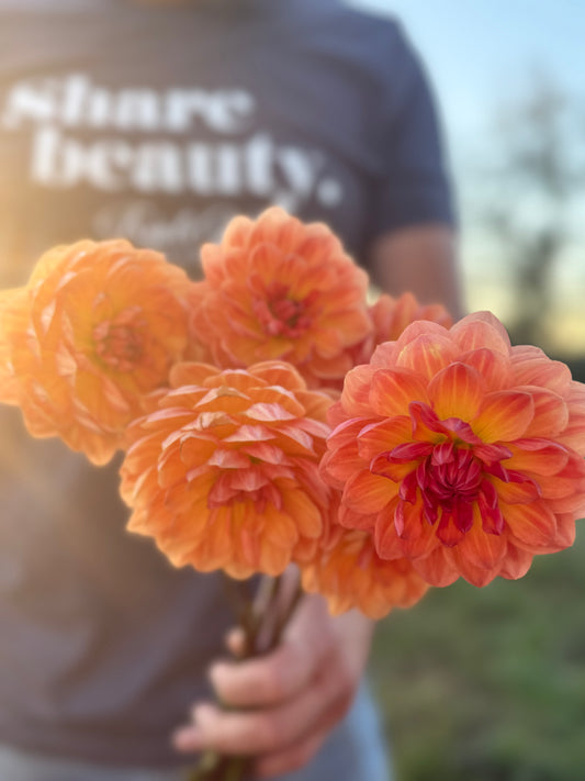 Sandia Marmalade Dahlia Tuber