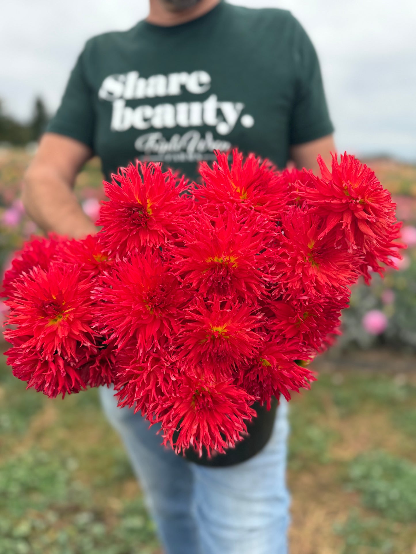 Sandia Red Cloud Dahlia Tuber