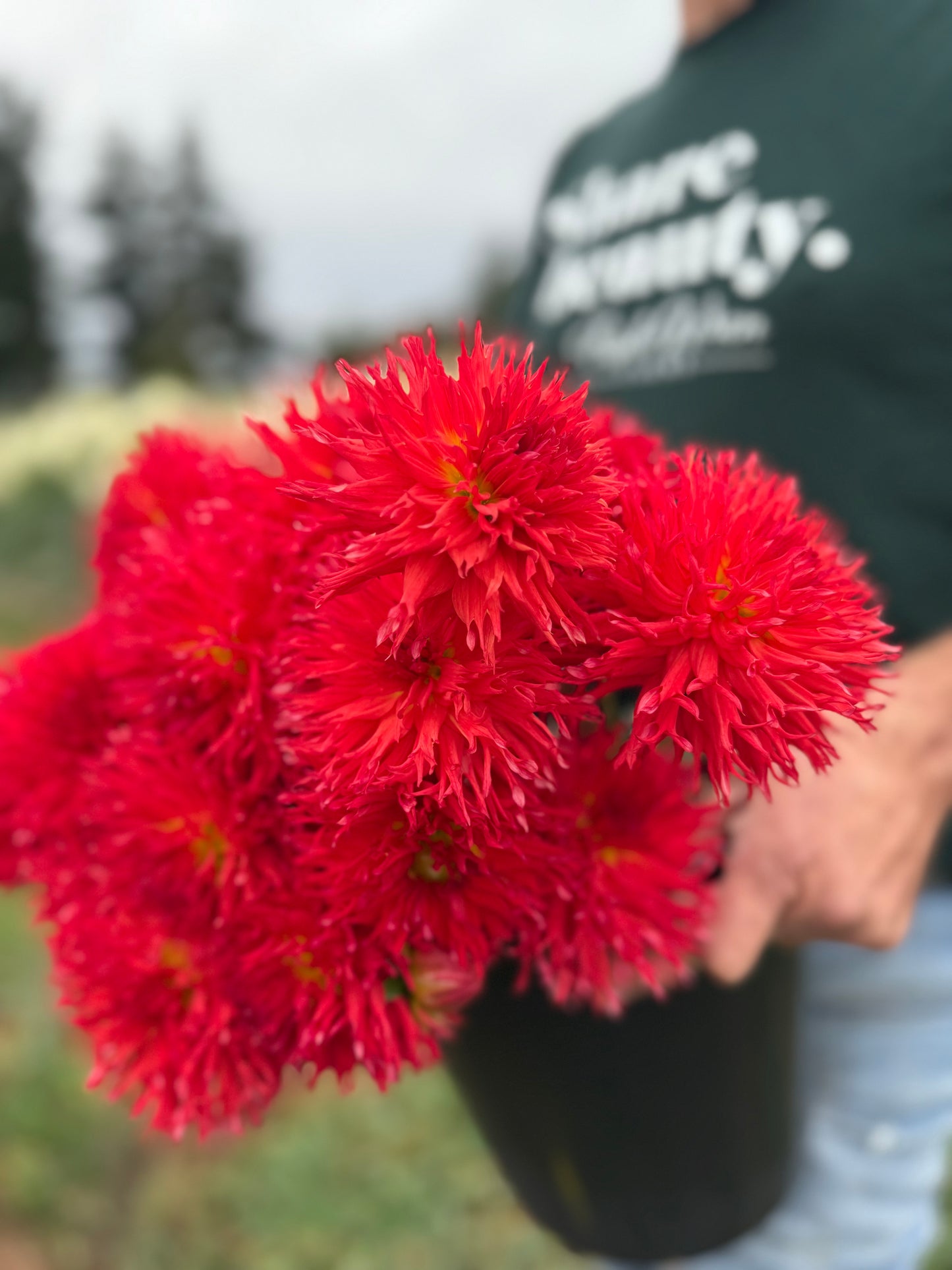 Sandia Red Cloud Dahlia Tuber