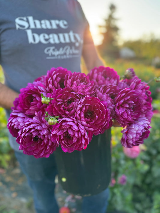 Sandia Regal Dahlia Tuber