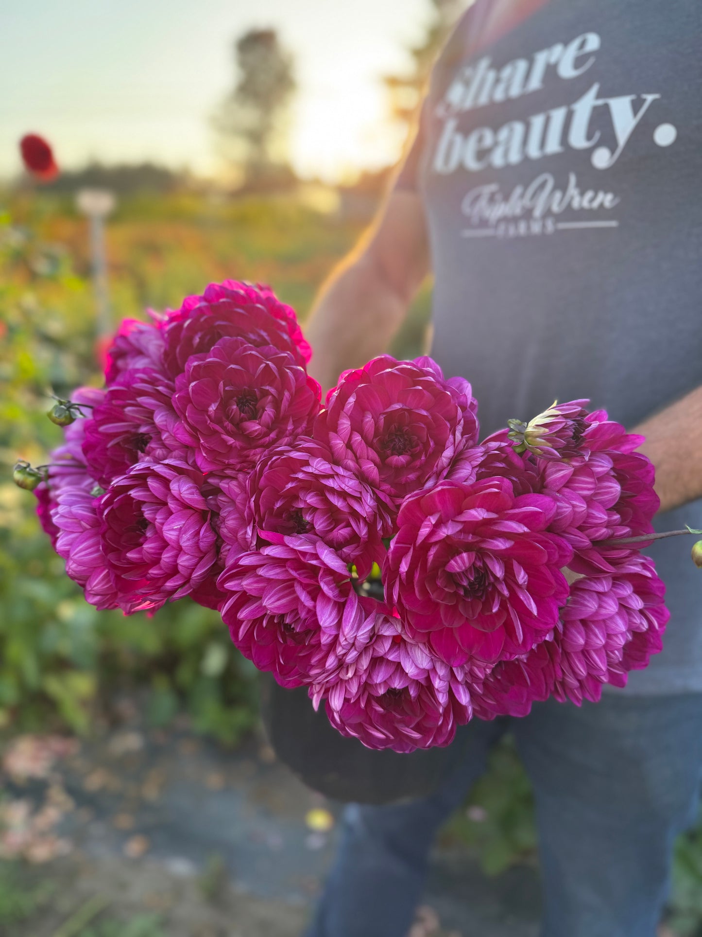 Sandia Regal Dahlia Tuber
