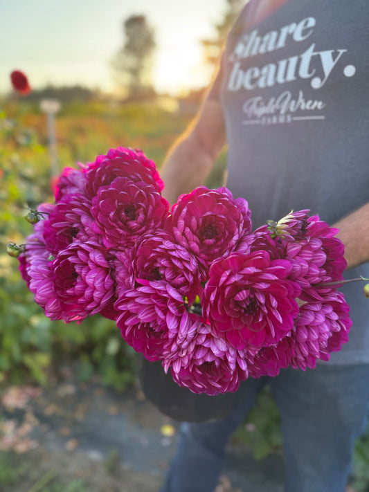 Sandia Regal Dahlia Tuber