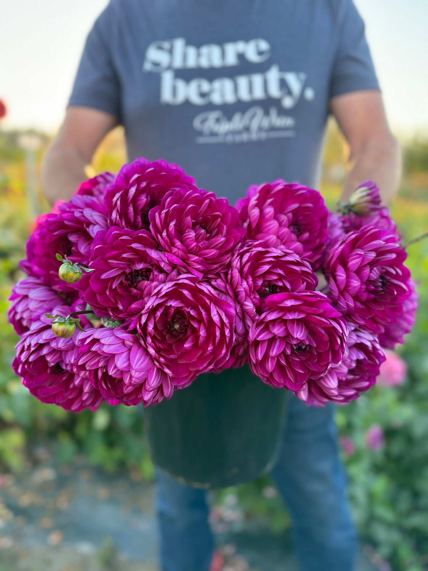 Sandia Regal Dahlia Tuber