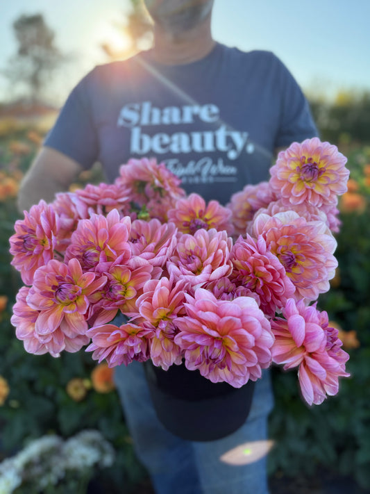 Sandia Rose Dahlia Tuber