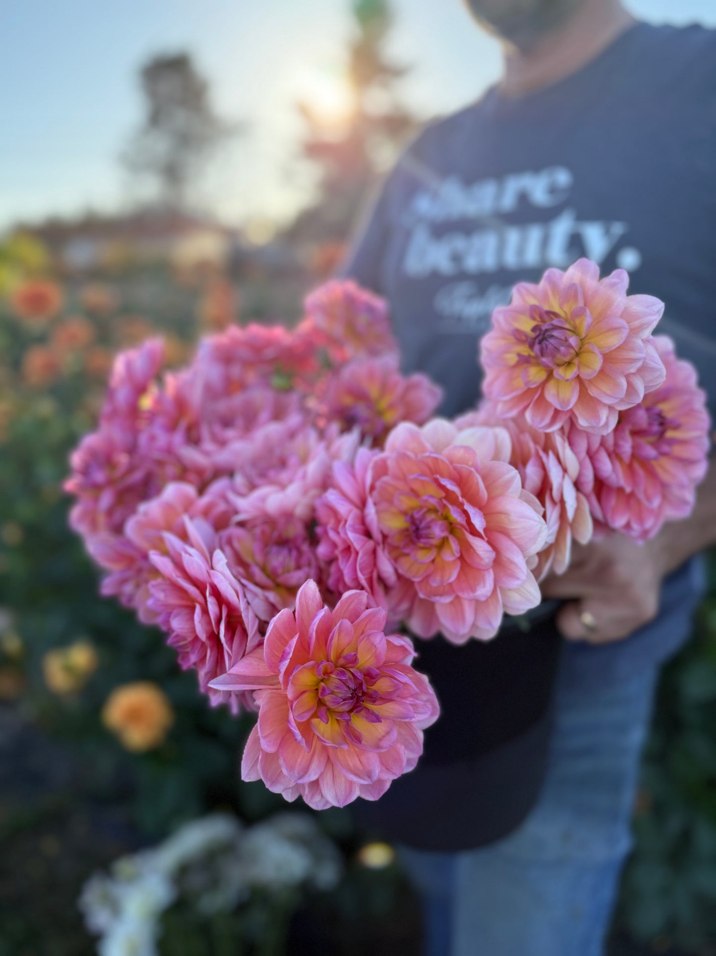 Sandia Rose Dahlia Tuber