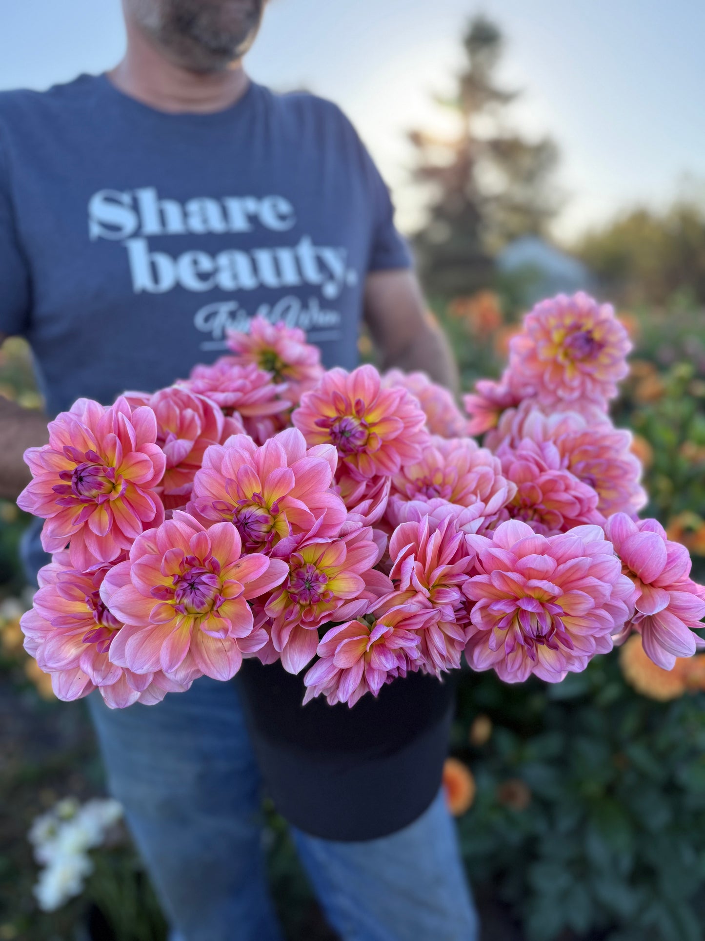 Sandia Rose Dahlia Tuber