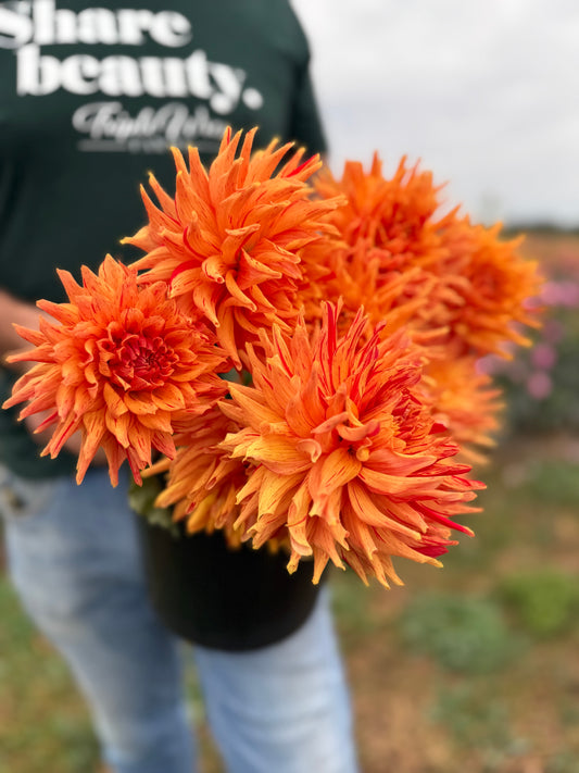 Sandia Tiger Dahlia Tuber