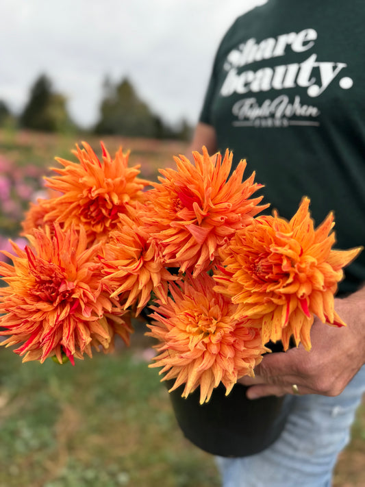 Sandia Tiger Dahlia Tuber