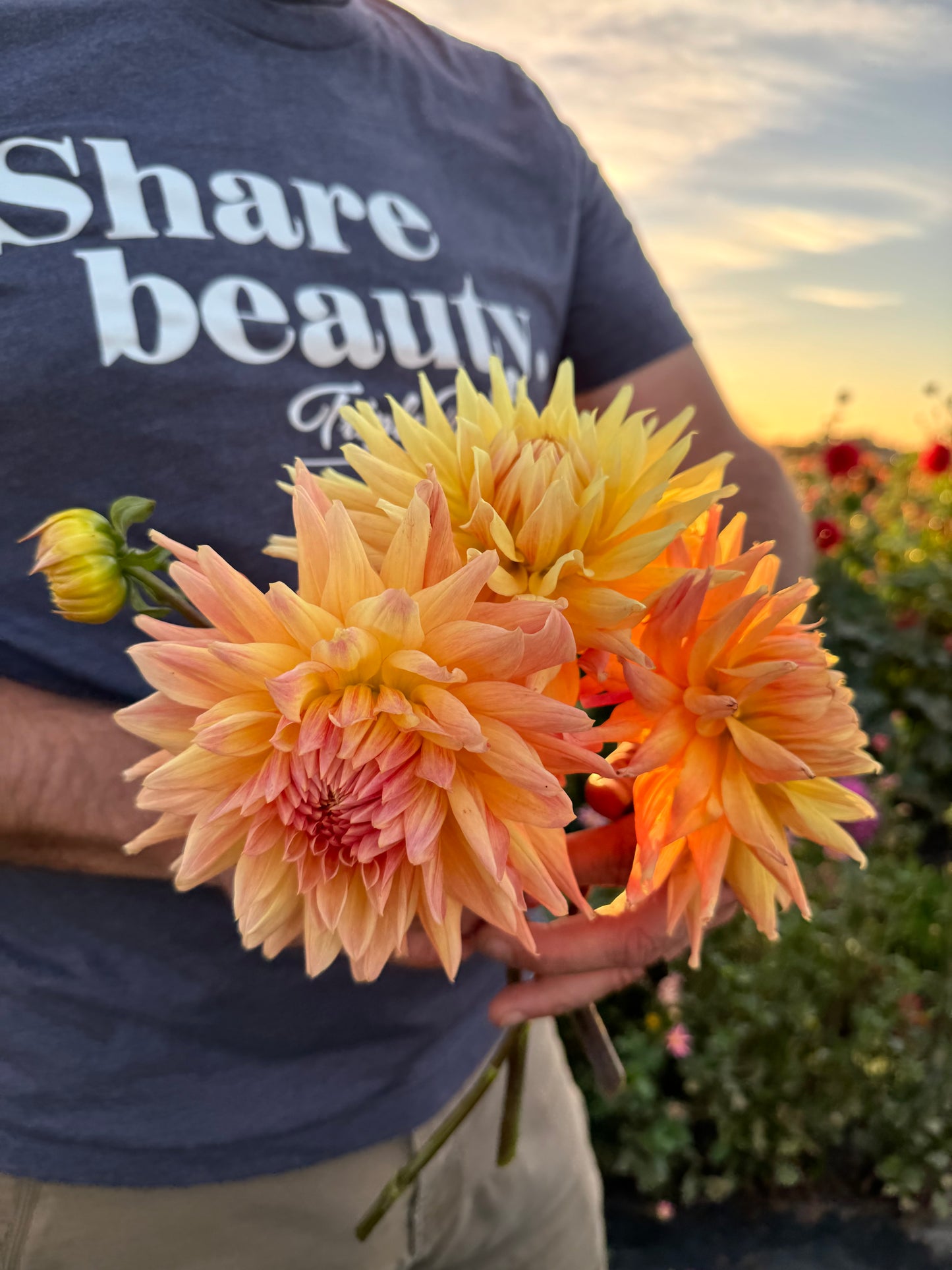 Sandia Goodwin Dahlia Tubers