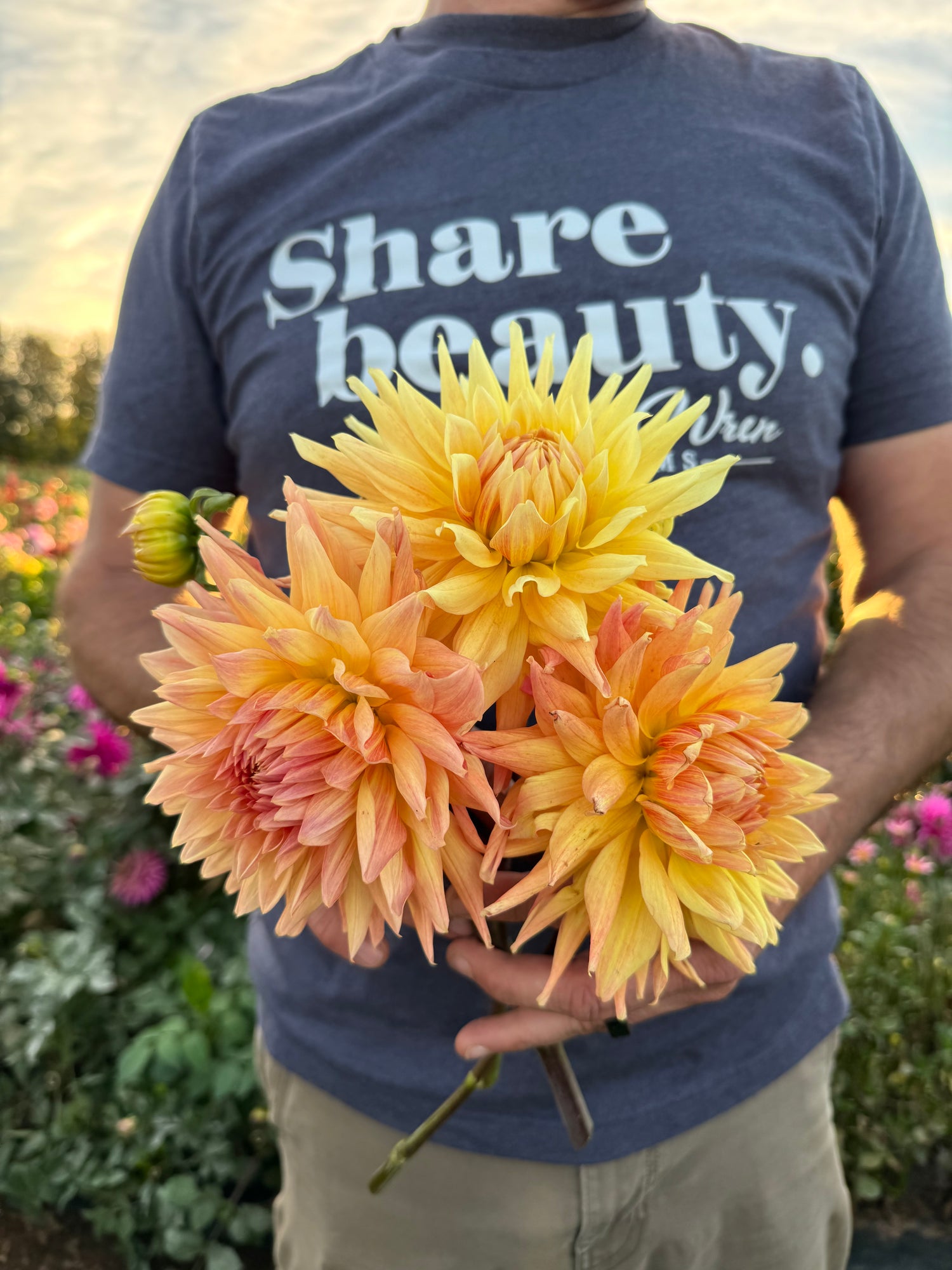 Sandia Goodwin Dahlias Tubers