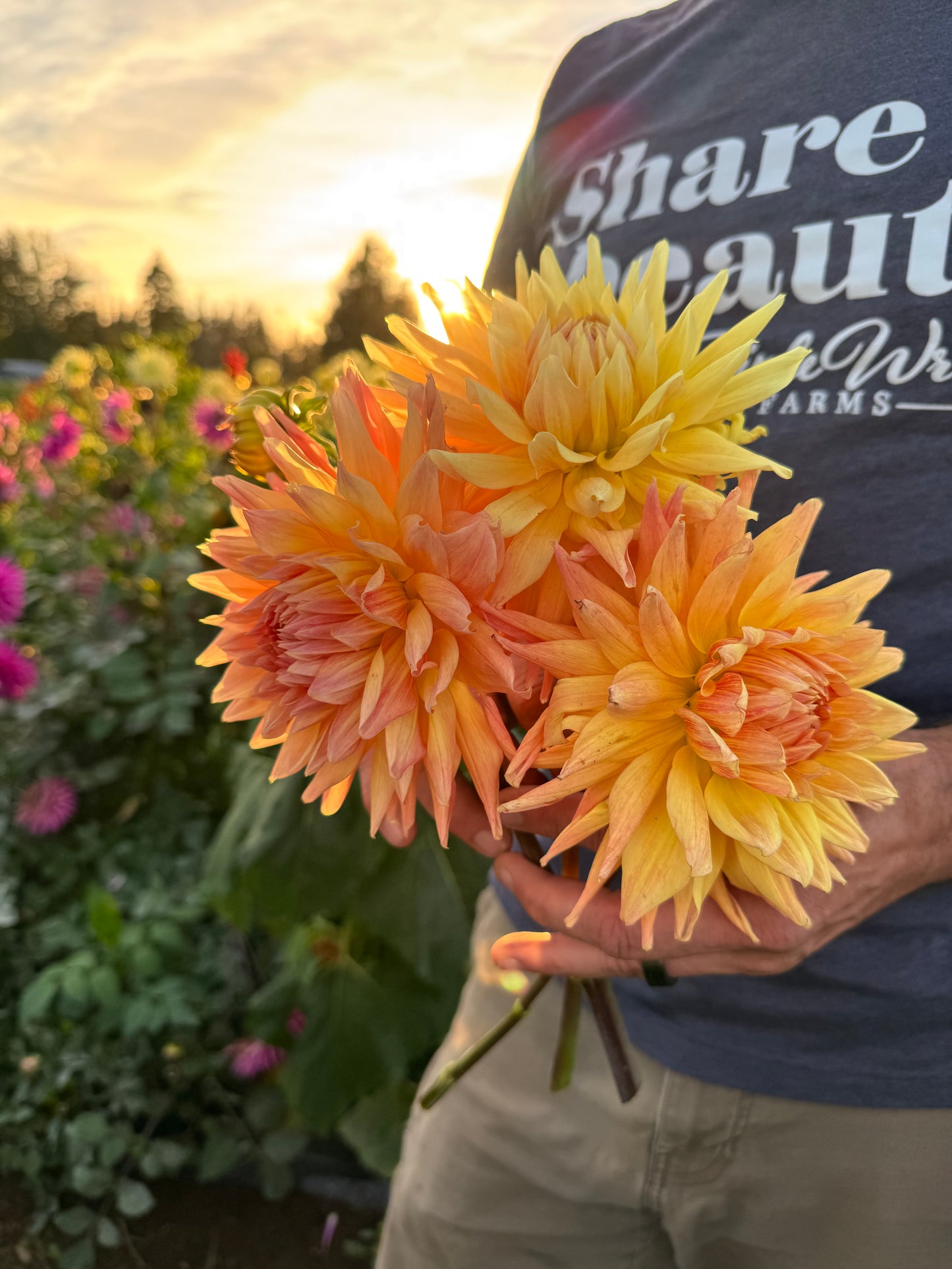 Buy Sandia Goodwin Dahlias Tubers from Triple Wren Farms