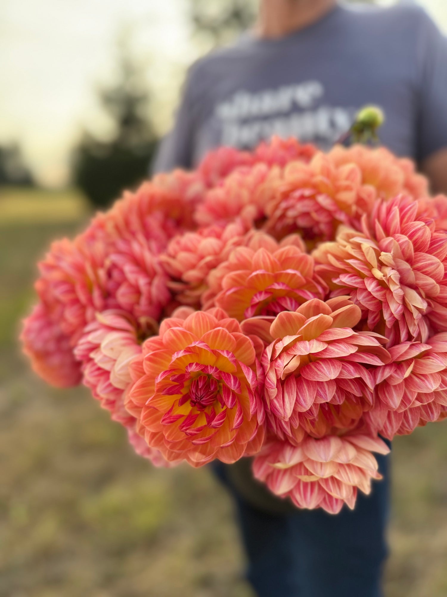 A close-up of a hand holding a large bouquet of vibrant pink and orange dahlia flowers, with a person in a gray t-shirt blurred in the background outdoors.