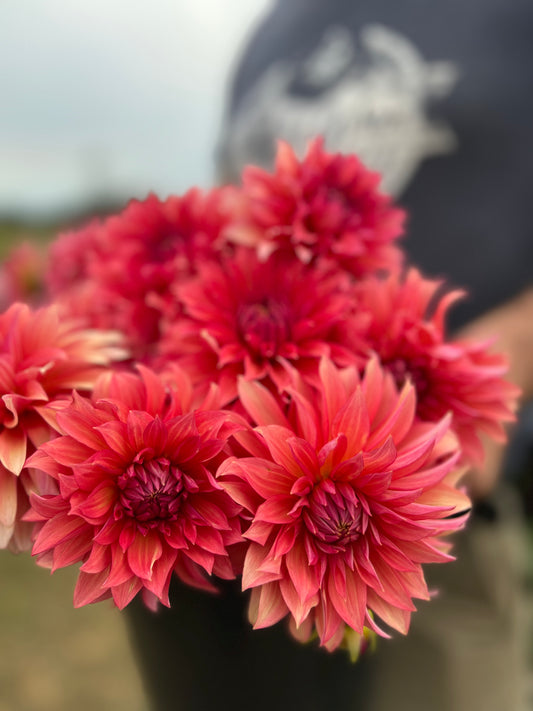 Sandia Ruthie Dahlias Cuttings from Triple Wren Farms