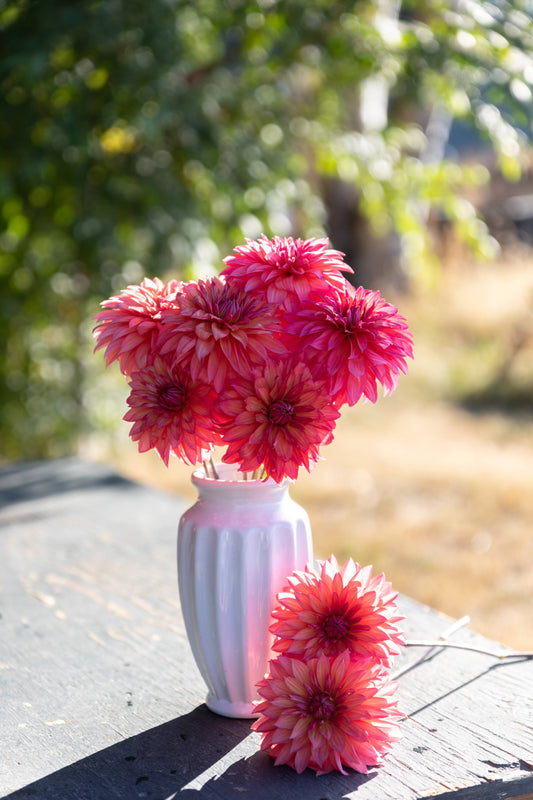 Buy Sandia Ruthie Dahlias from Triple Wren Farms