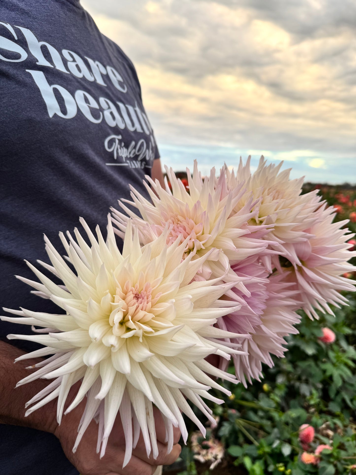 Sandia Stargazer Dahlia Tubers