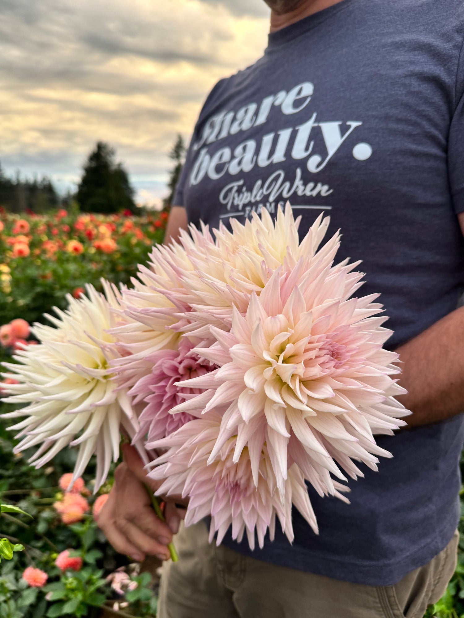 Sandia Stargazer Dahlia Tubers from Triple Wren Farms