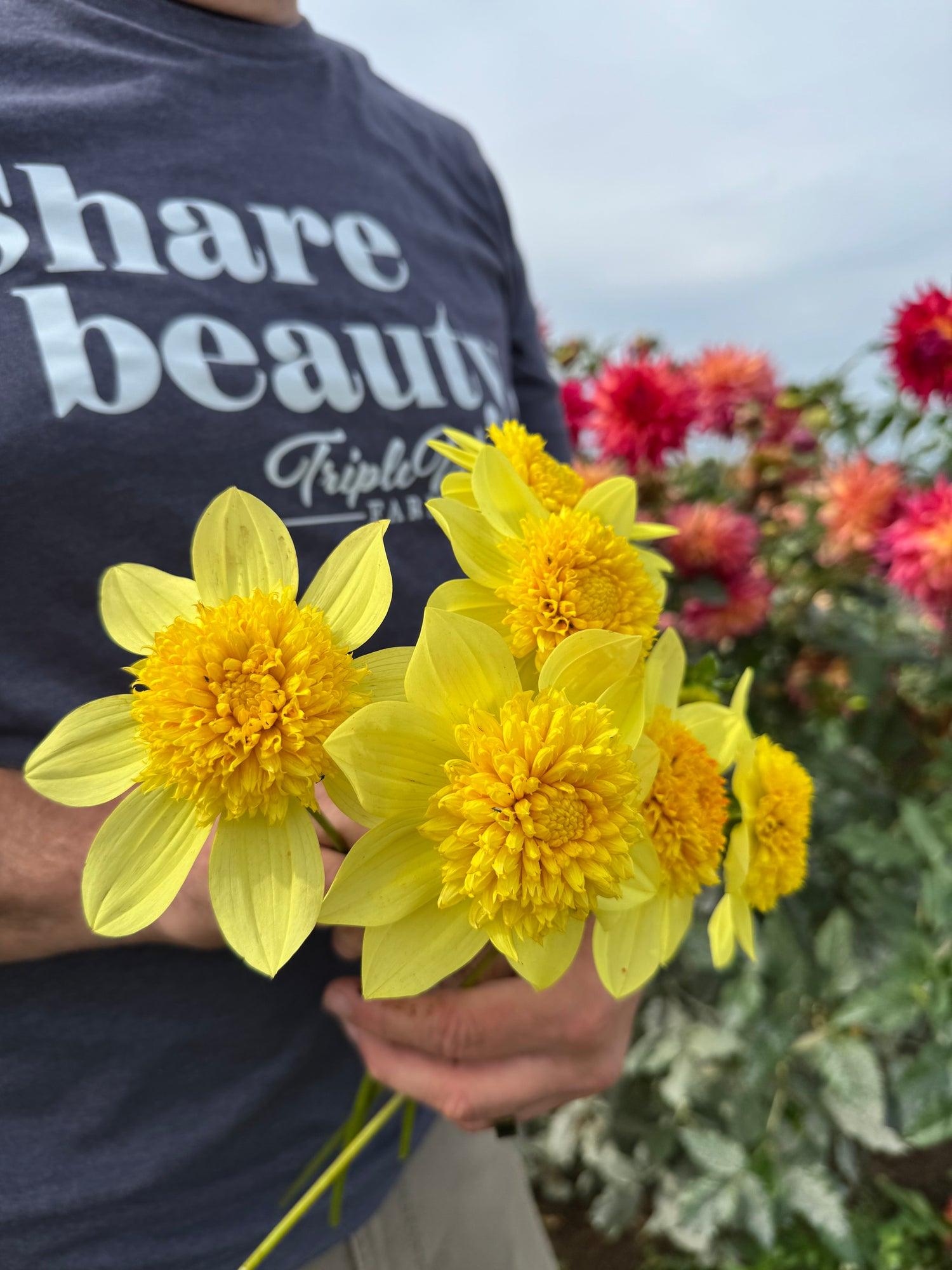 Buy Sandia Sunbonnet Dahlia Tubers from Triple Wren Farms