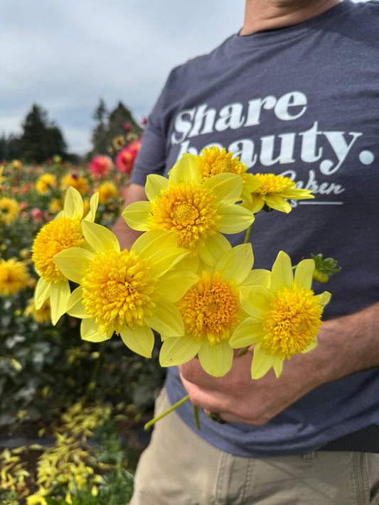 Sandia Sunbonnet Dahlias
