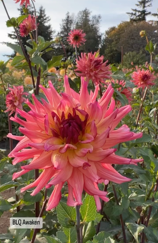 buy Bloomquist Awaken dahlia tubers from Triple Wren Farms for your home garden