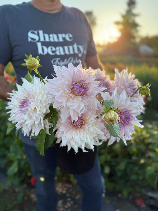 Shiloh Noelle Dahlia Tuber