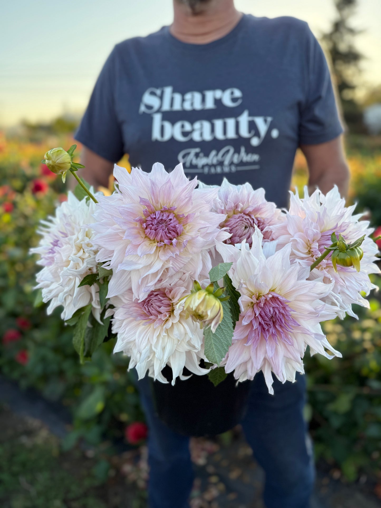 Shiloh Noelle Dahlia Tuber