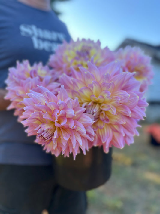 Tubercule de dahlia à la fraise glacée