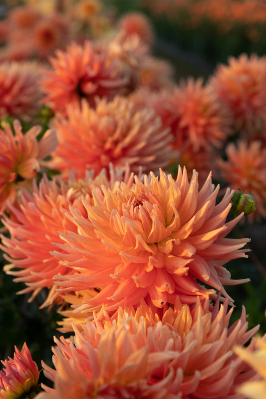 Pink and Coral dahlia tubers AC Ben from Triple Wren Farms