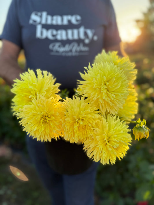 Vista Lindsey Dahlia Tuber