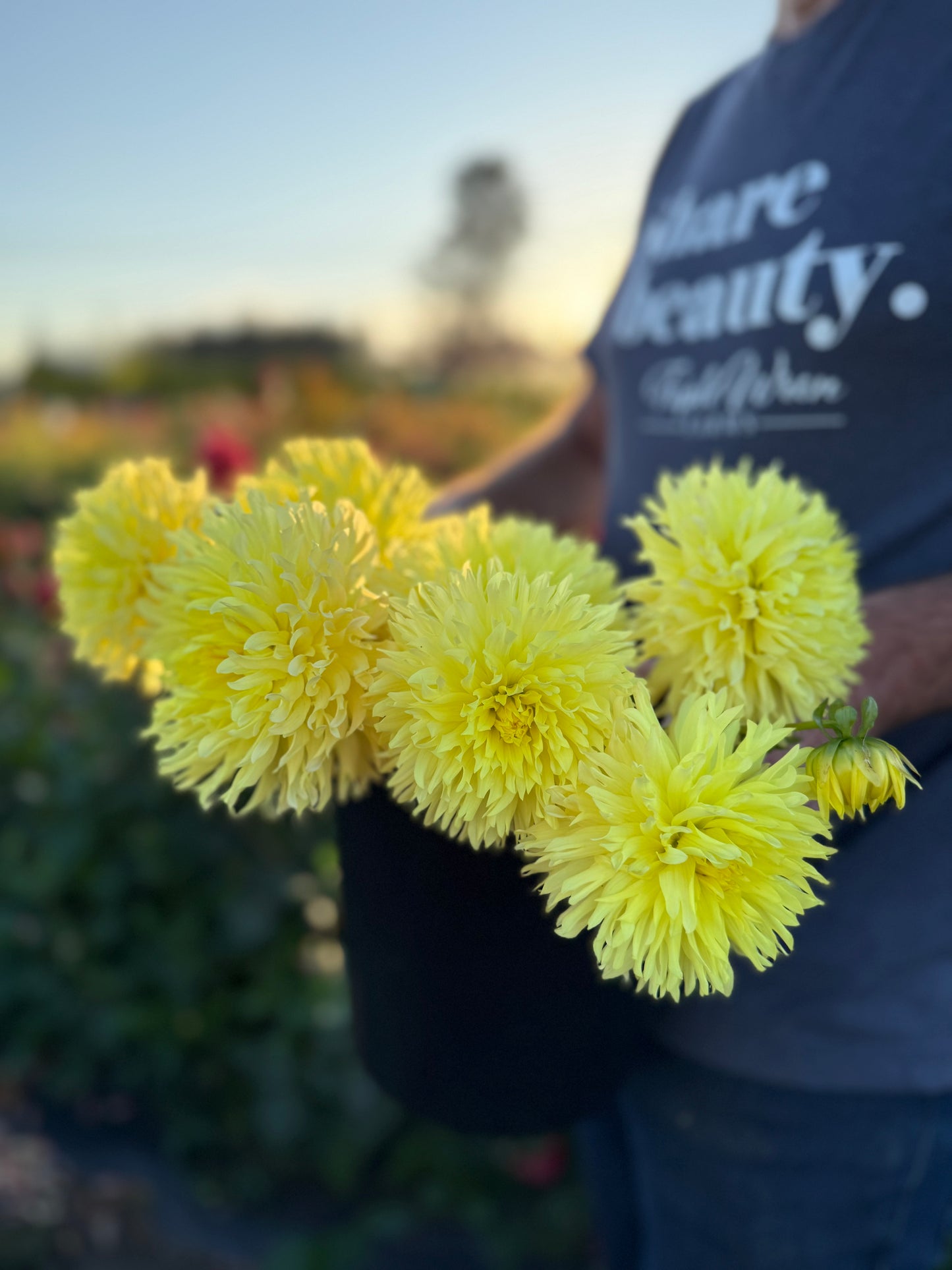 Vista Lindsey Dahlia Tuber