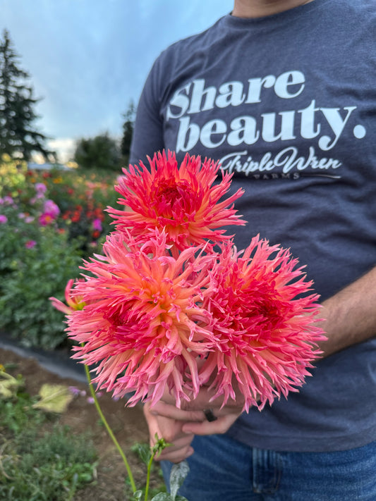 Vista Hadley Dahlia Tubers